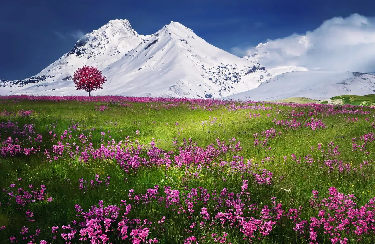 Mountain view with valley of pink flowers